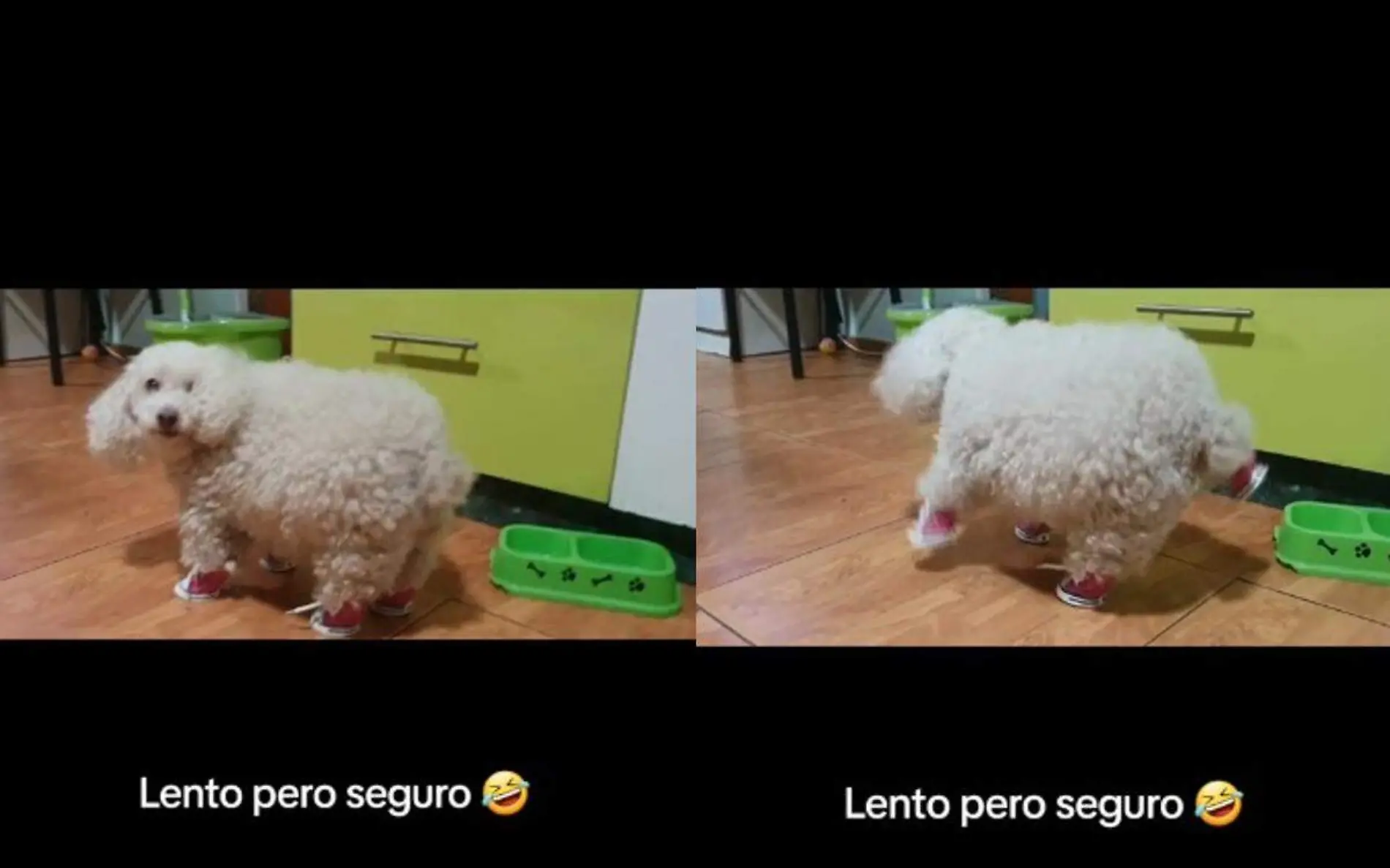 Perrito estrena zapatos